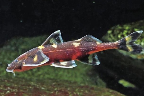 美丽纹胸鮡是什么鱼？