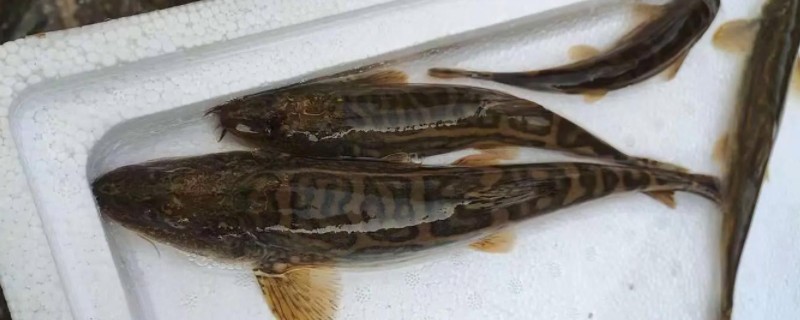 穴形纹胸鮡是什么鱼？