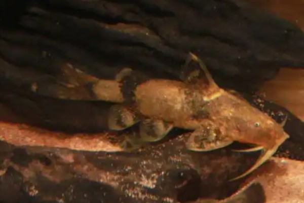 美丽纹胸鮡是什么鱼？