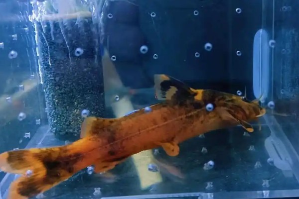 美丽纹胸鮡是什么鱼？