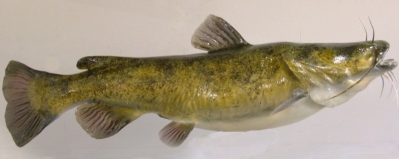 网纹原鮡是什么鱼？