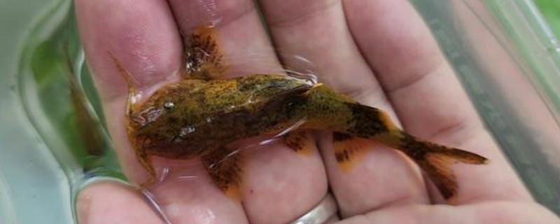 福建纹胸鮡是什么鱼?