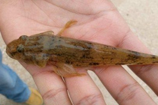 福建纹胸鮡是什么鱼?