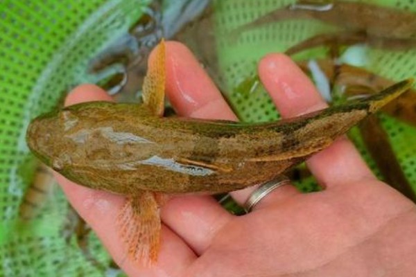 福建纹胸鮡是什么鱼?