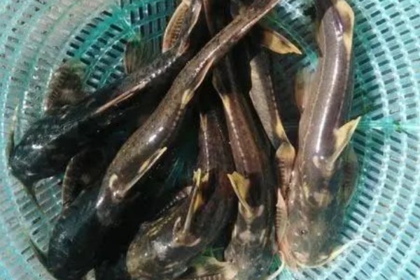 石爬鮡是什么鱼？