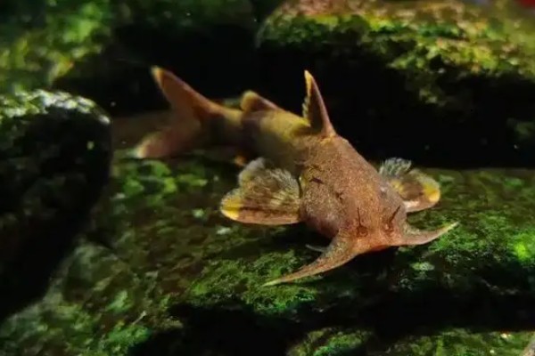 石爬鮡是什么鱼？