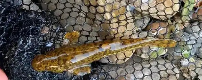 石爬鮡是什么鱼?