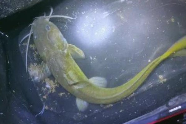 短鳍鮡是什么鱼？