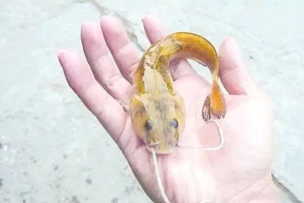 短鳍鮡是什么鱼？