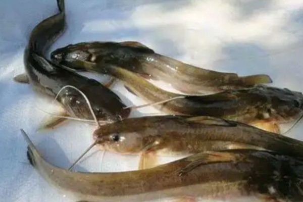 短鳍鮡是什么鱼？