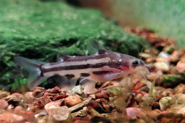 短身拟鰋是什么鱼？