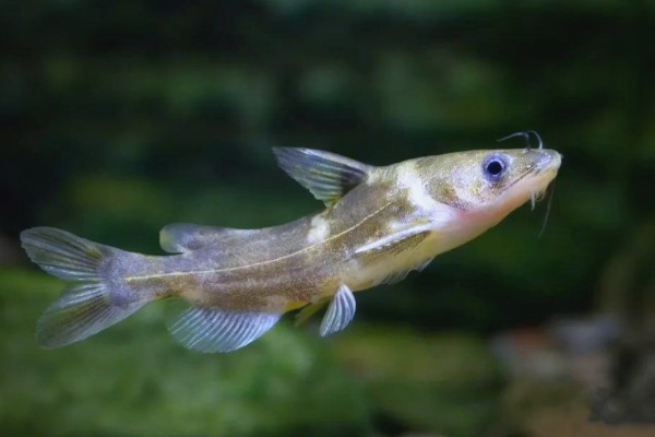 短身拟鰋是什么鱼？