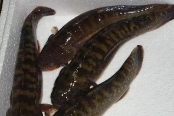 穴形纹胸鮡是什么鱼？