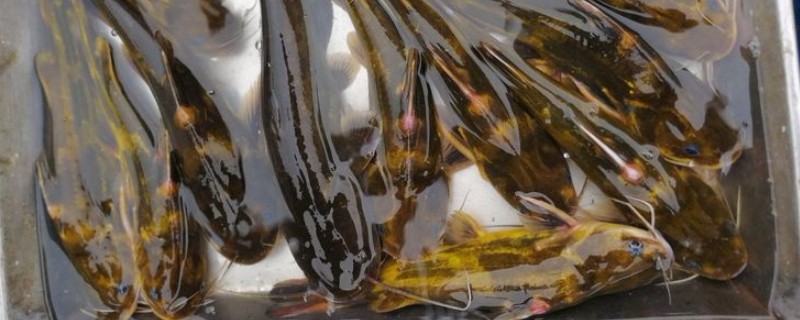 盘褶鮡是什么鱼?