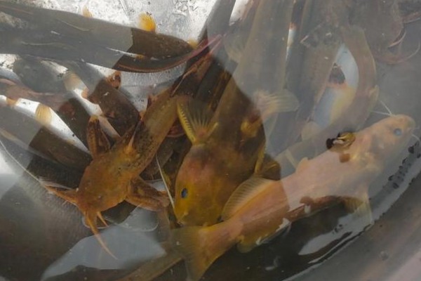 盘褶鮡是什么鱼?