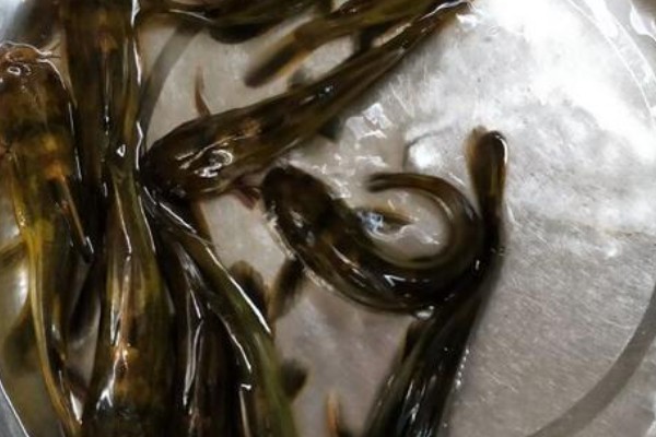 盘褶鮡是什么鱼?