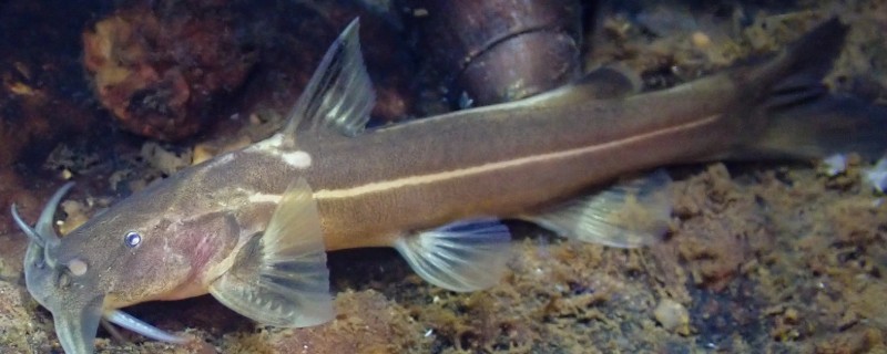 白线纹胸鮡是什么鱼?