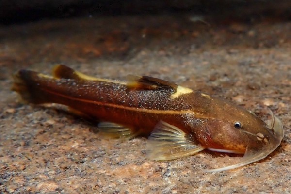 白线纹胸鮡是什么鱼？