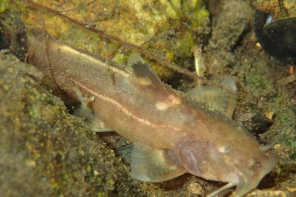 白线纹胸鮡是什么鱼？