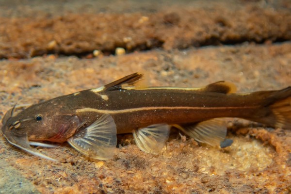 白线纹胸鮡是什么鱼？