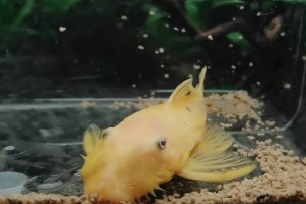 海南纹胸鮡是什么鱼？