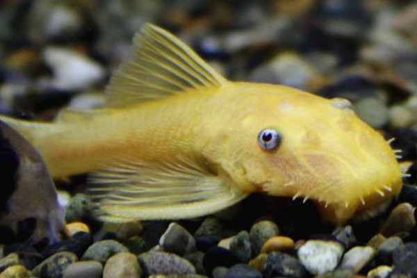 海南纹胸鮡是什么鱼？