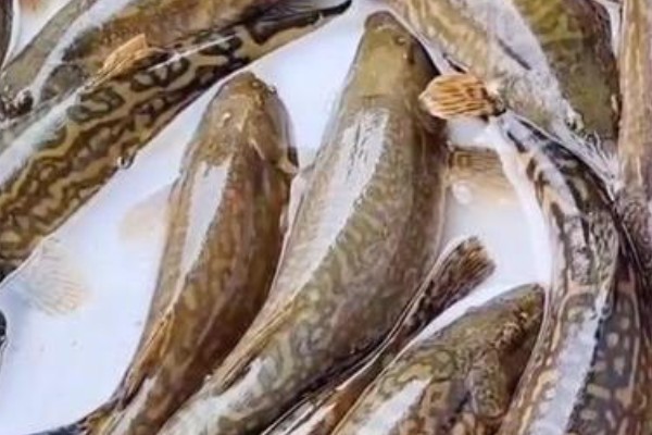 穴形纹胸鮡是什么鱼？