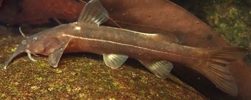 景东异齿鰋是什么鱼?