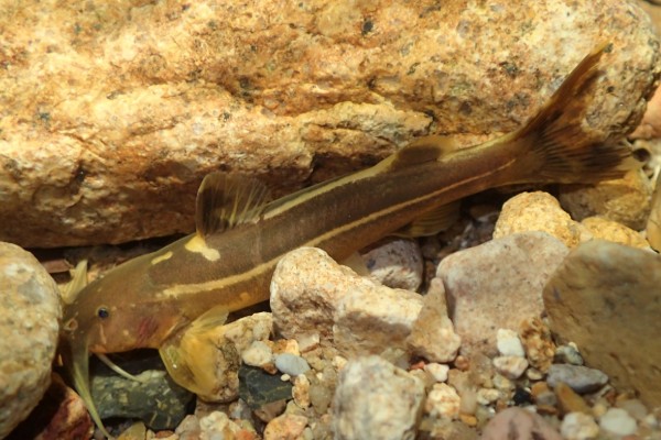 景东异齿鰋是什么鱼？