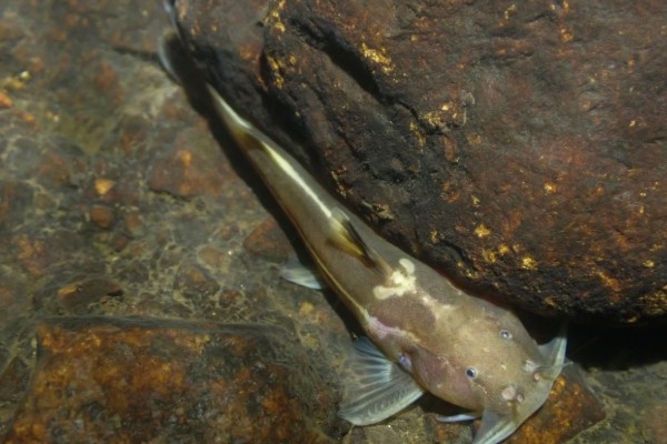 景东异齿鰋是什么鱼？