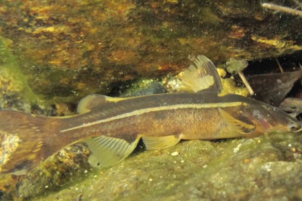 景东异齿鰋是什么鱼？