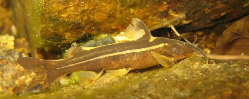 无斑褶鮡是什么鱼?