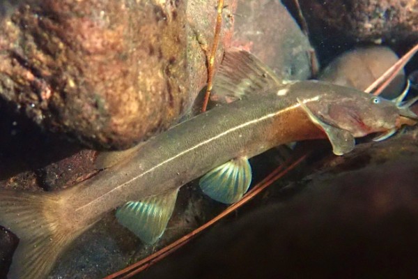 无斑褶鮡是什么鱼？