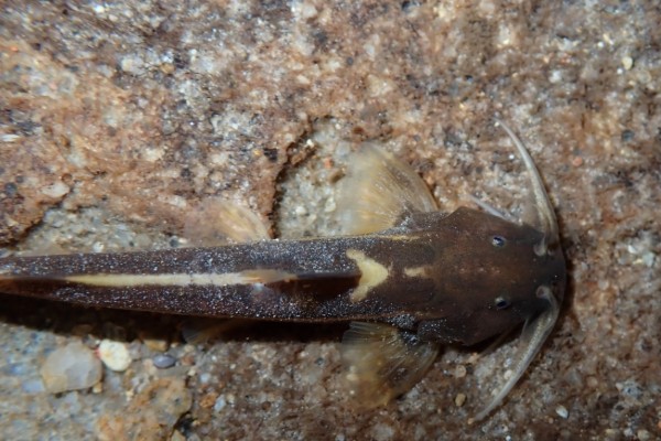 无斑褶鮡是什么鱼？