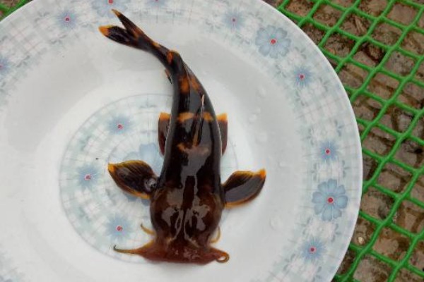 穗缘异齿鰋是什么鱼？