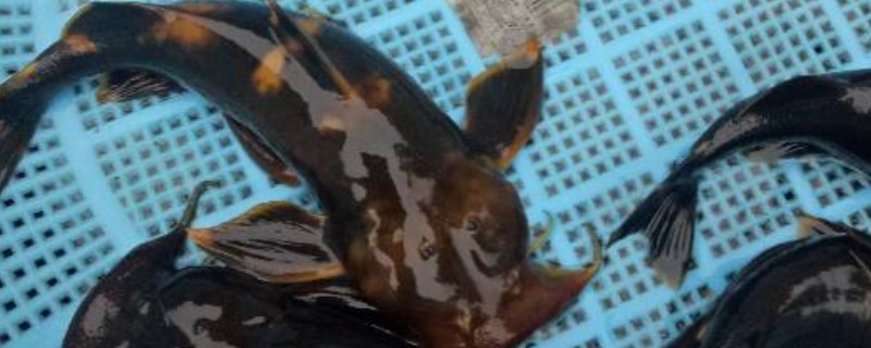 穗缘异齿鰋是什么鱼?