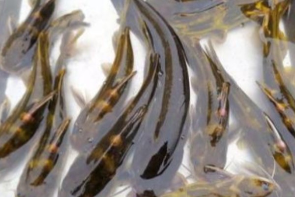 穗缘异齿鰋是什么鱼？