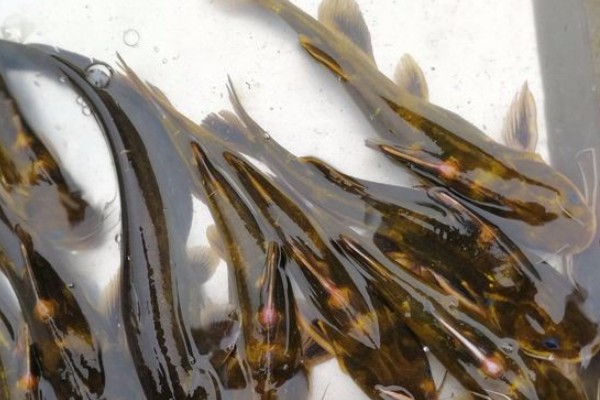 穗缘异齿鰋是什么鱼？