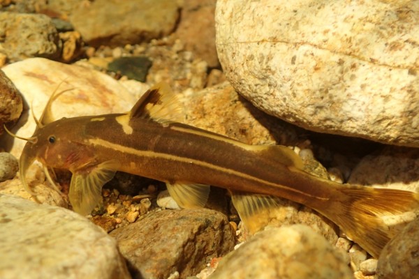 无斑异齿鰋是什么鱼?