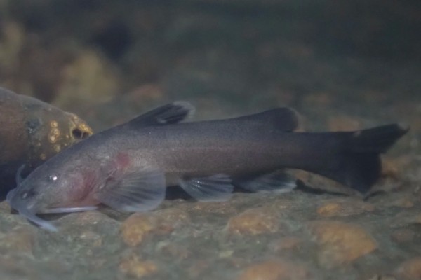 无斑异齿鰋是什么鱼?