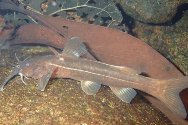 无斑异齿鰋是什么鱼?