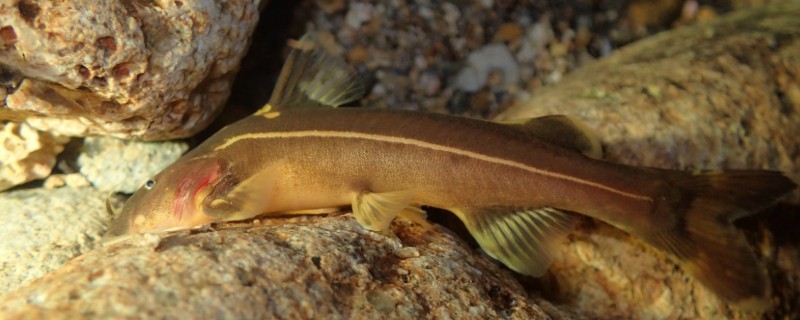 无斑异齿鰋是什么鱼?