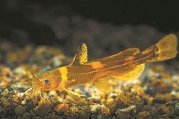 扎那纹胸鮡是什么鱼？