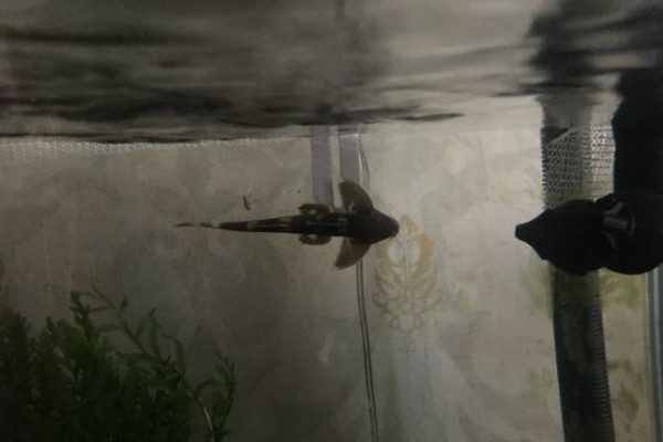 扁头鮡是什么鱼？