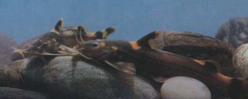 扁体褶鮡是什么鱼？