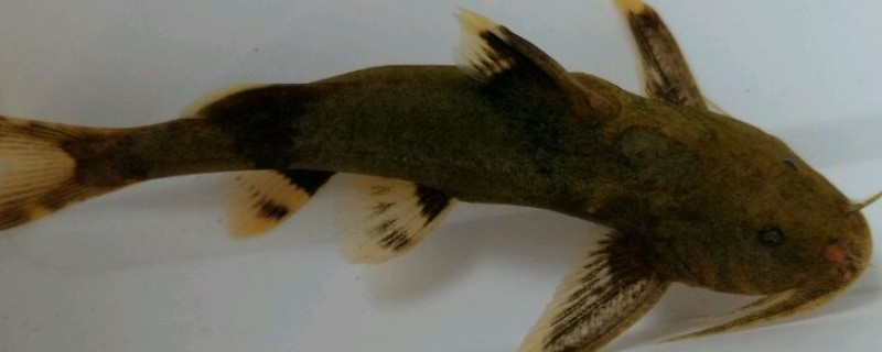 斜斑纹胸鮡是什么鱼？