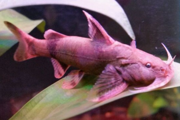 斜斑纹胸鮡是什么鱼？