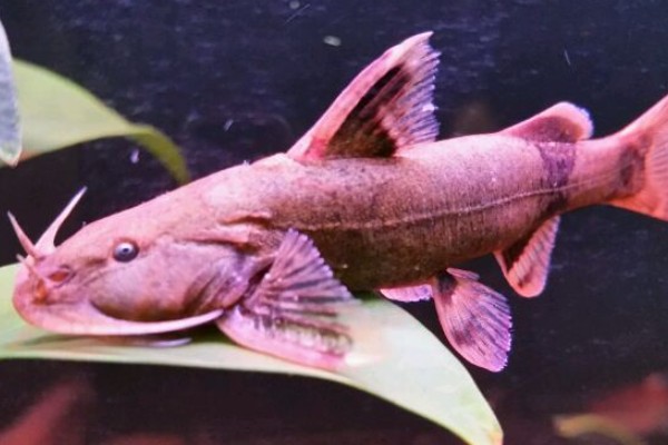 斜斑纹胸鮡是什么鱼？