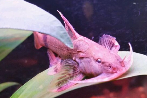 斜斑纹胸鮡是什么鱼？