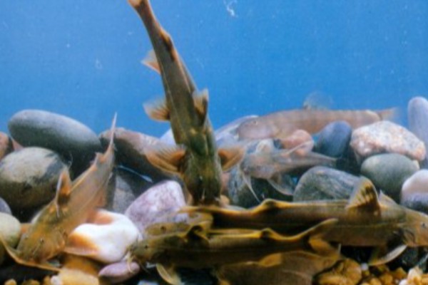 扎那纹胸鮡是什么鱼？